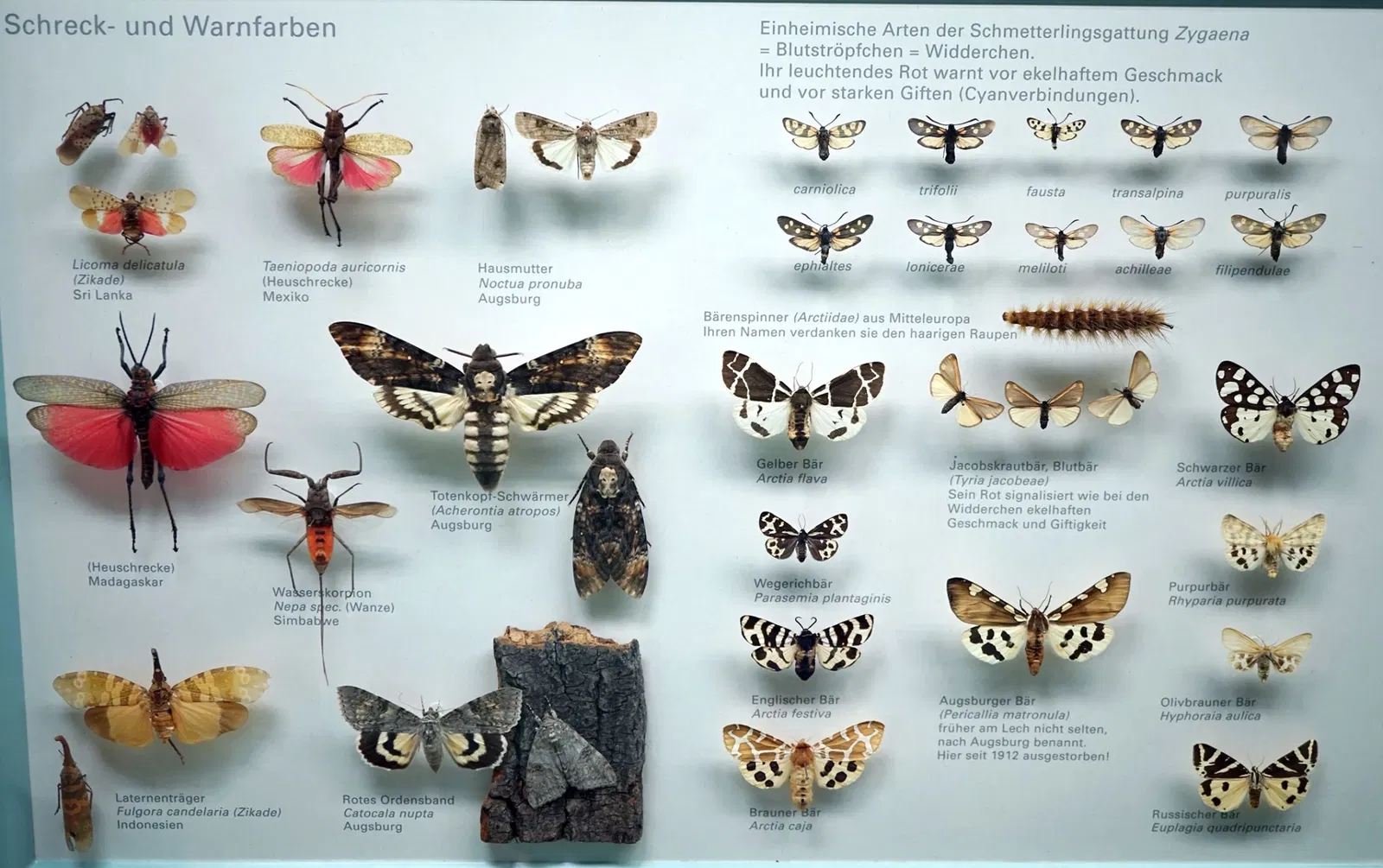 S-Planetarium and Nature Museum