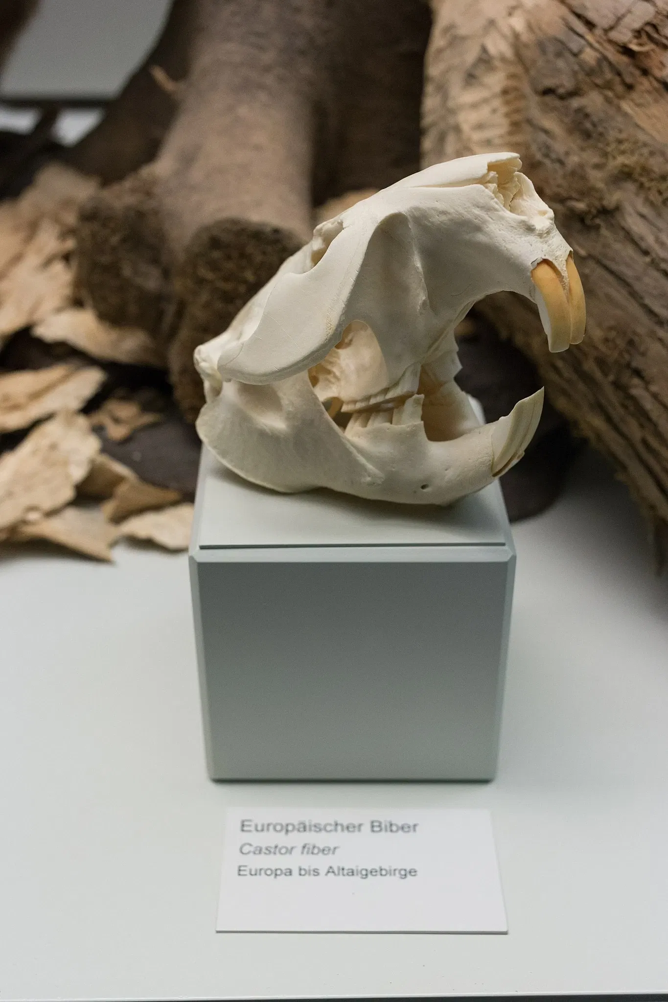 S-Planetarium and Nature Museum