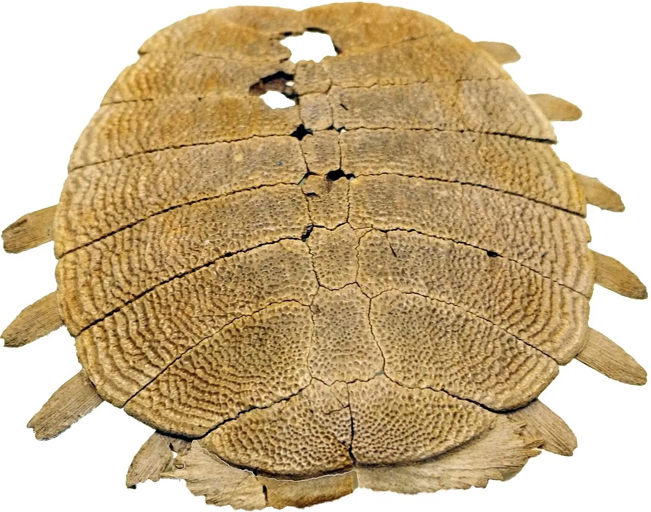 S-Planetarium and Nature Museum