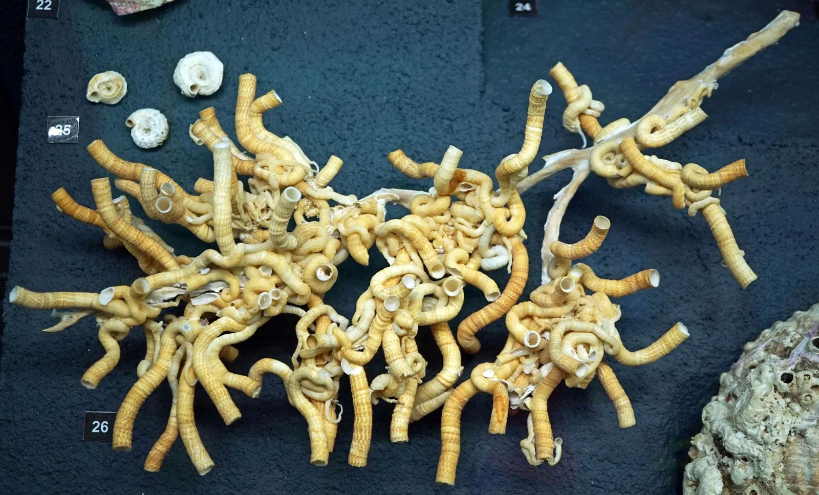 S-Planetarium and Nature Museum