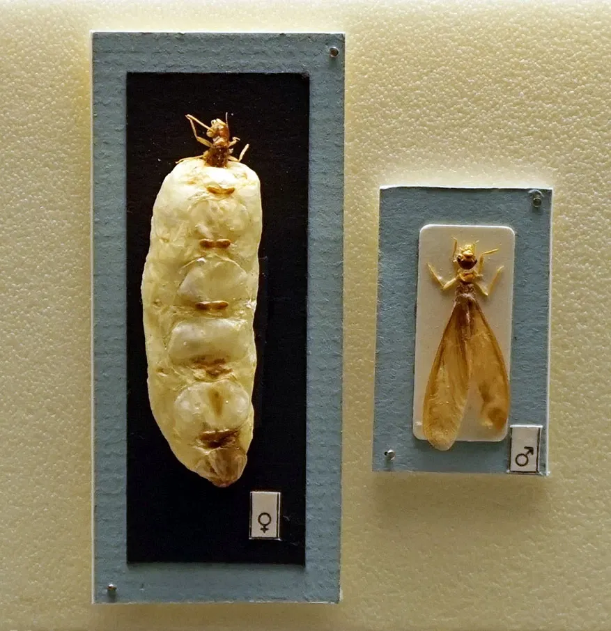 S-Planetarium and Nature Museum