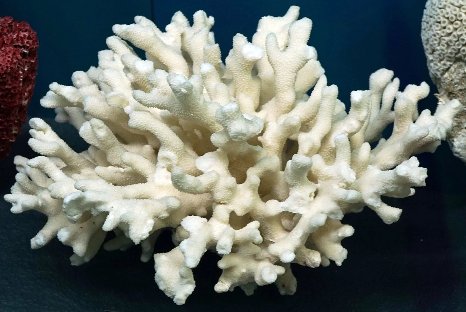 S-Planetarium and Nature Museum