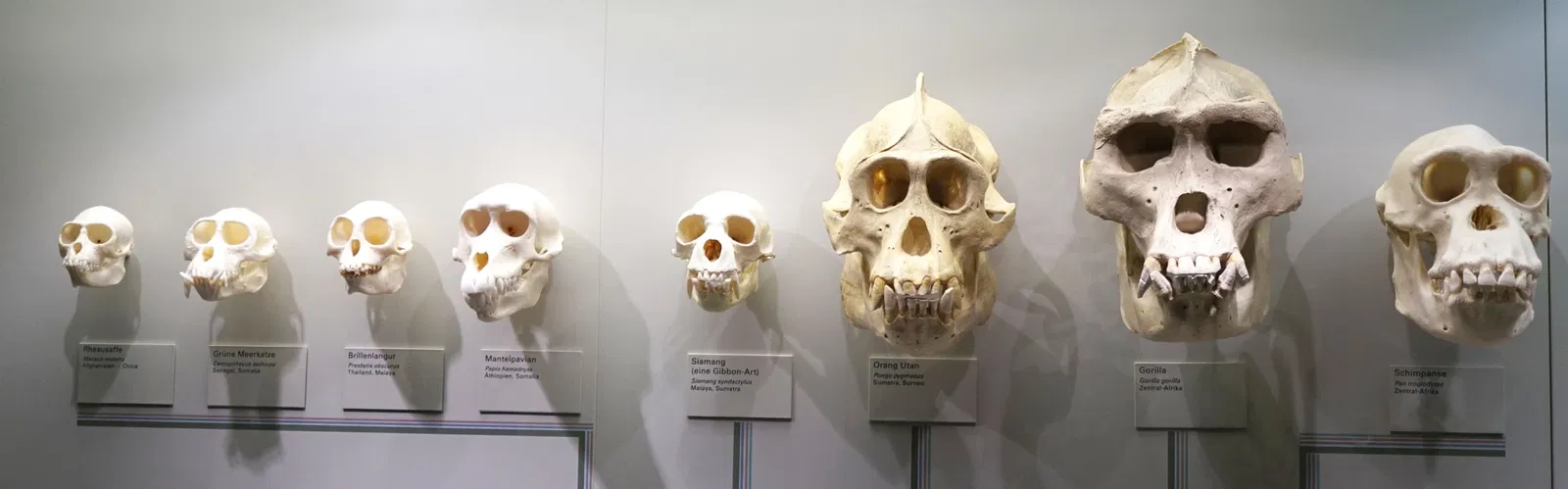 S-Planetarium and Nature Museum