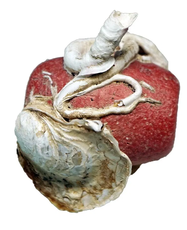 S-Planetarium and Nature Museum