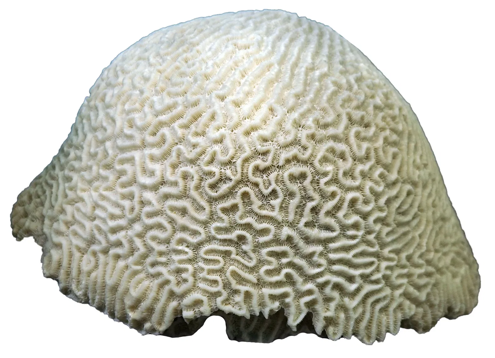 S-Planetarium and Nature Museum