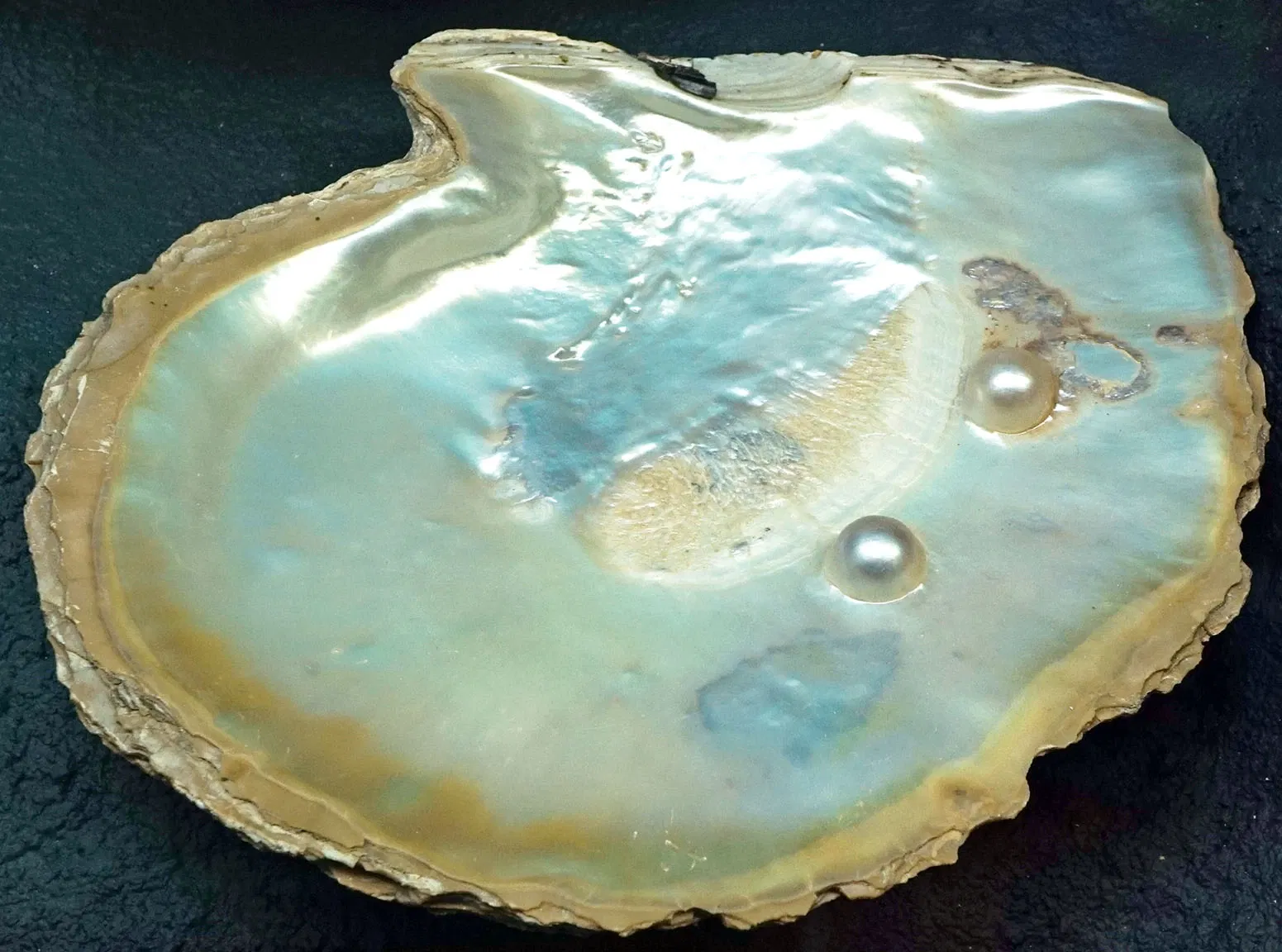 S-Planetarium and Nature Museum