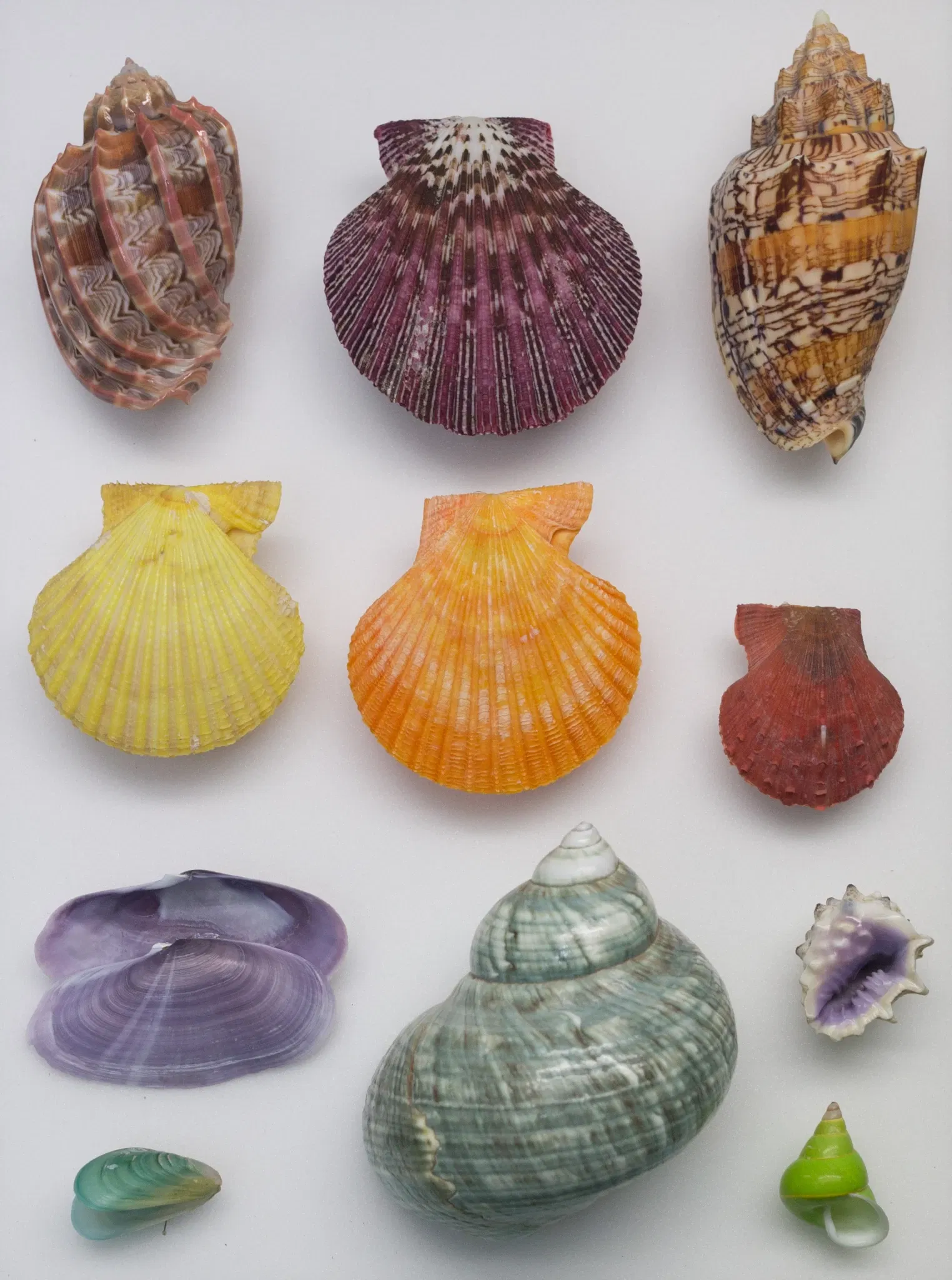 S-Planetarium and Nature Museum