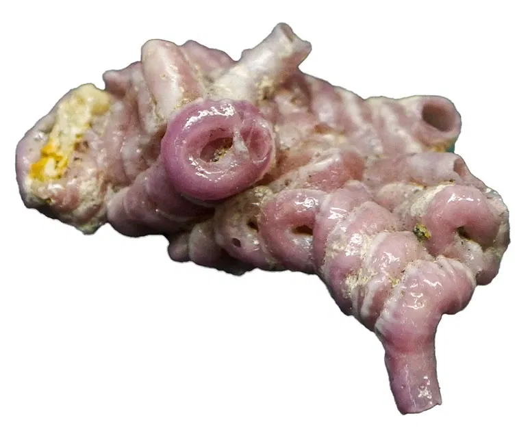 S-Planetarium and Nature Museum