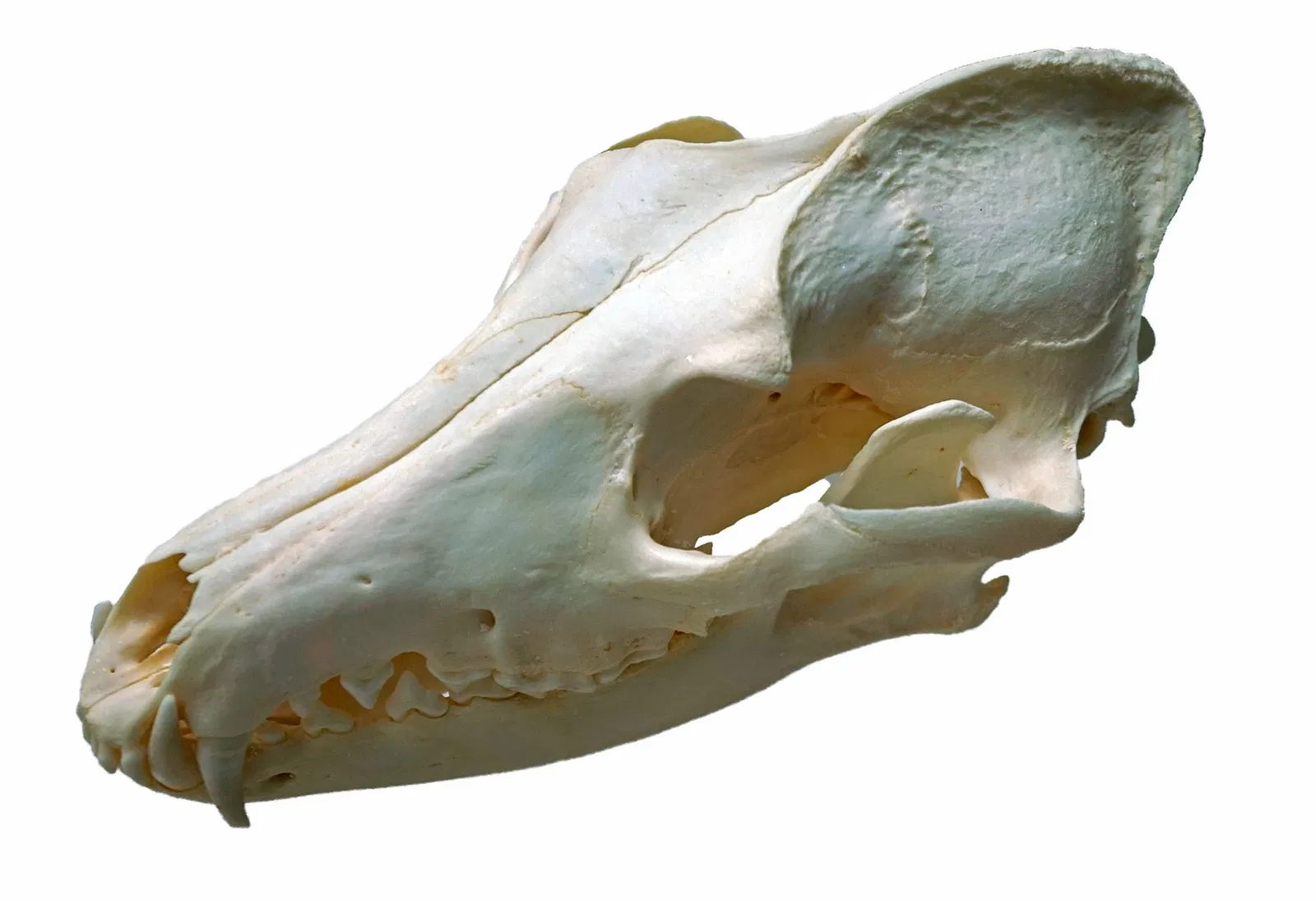 S-Planetarium and Nature Museum