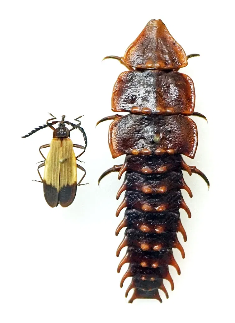 S-Planetarium and Nature Museum