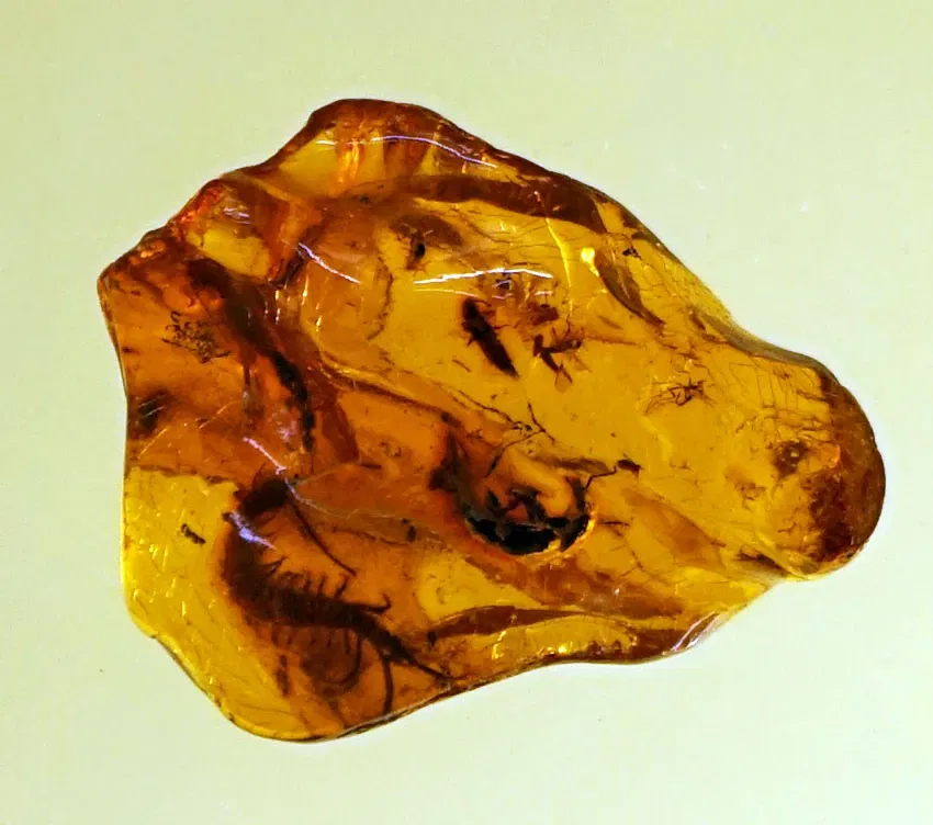 S-Planetarium and Nature Museum