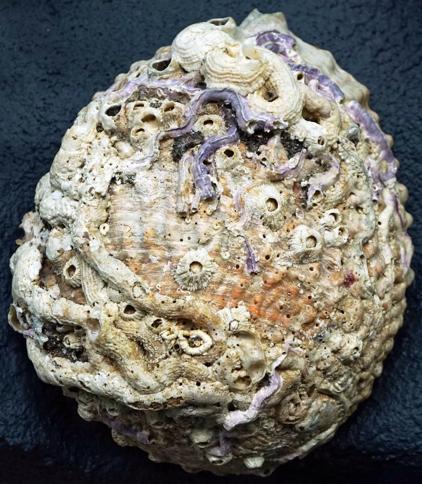 S-Planetarium and Nature Museum