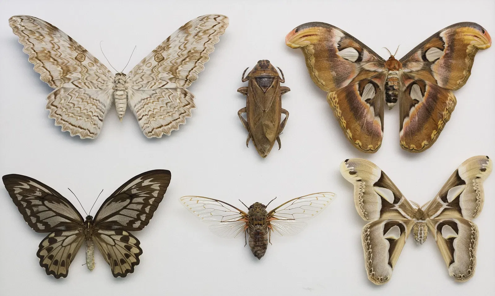 S-Planetarium and Nature Museum