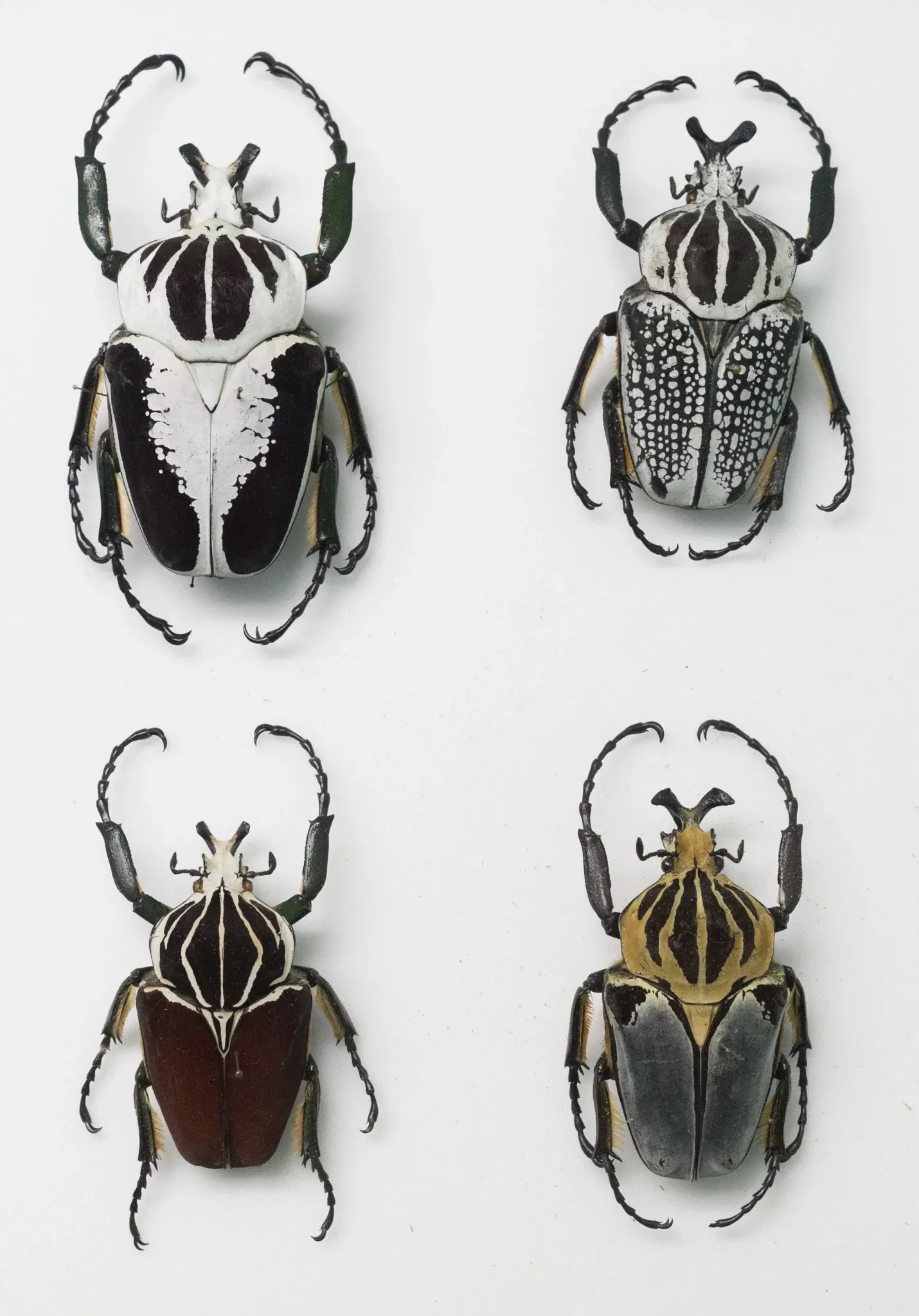 S-Planetarium and Nature Museum