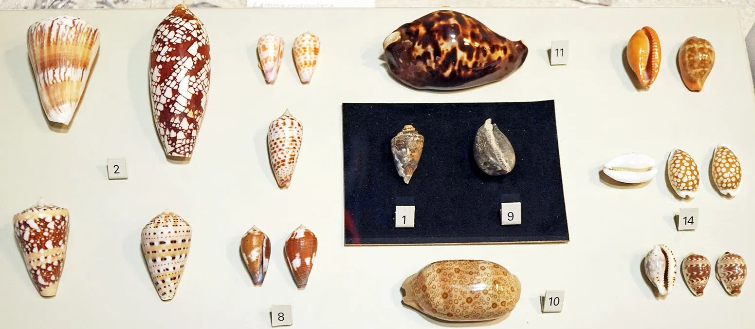 S-Planetarium and Nature Museum