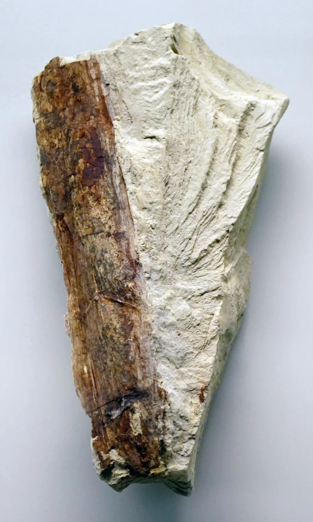 S-Planetarium and Nature Museum