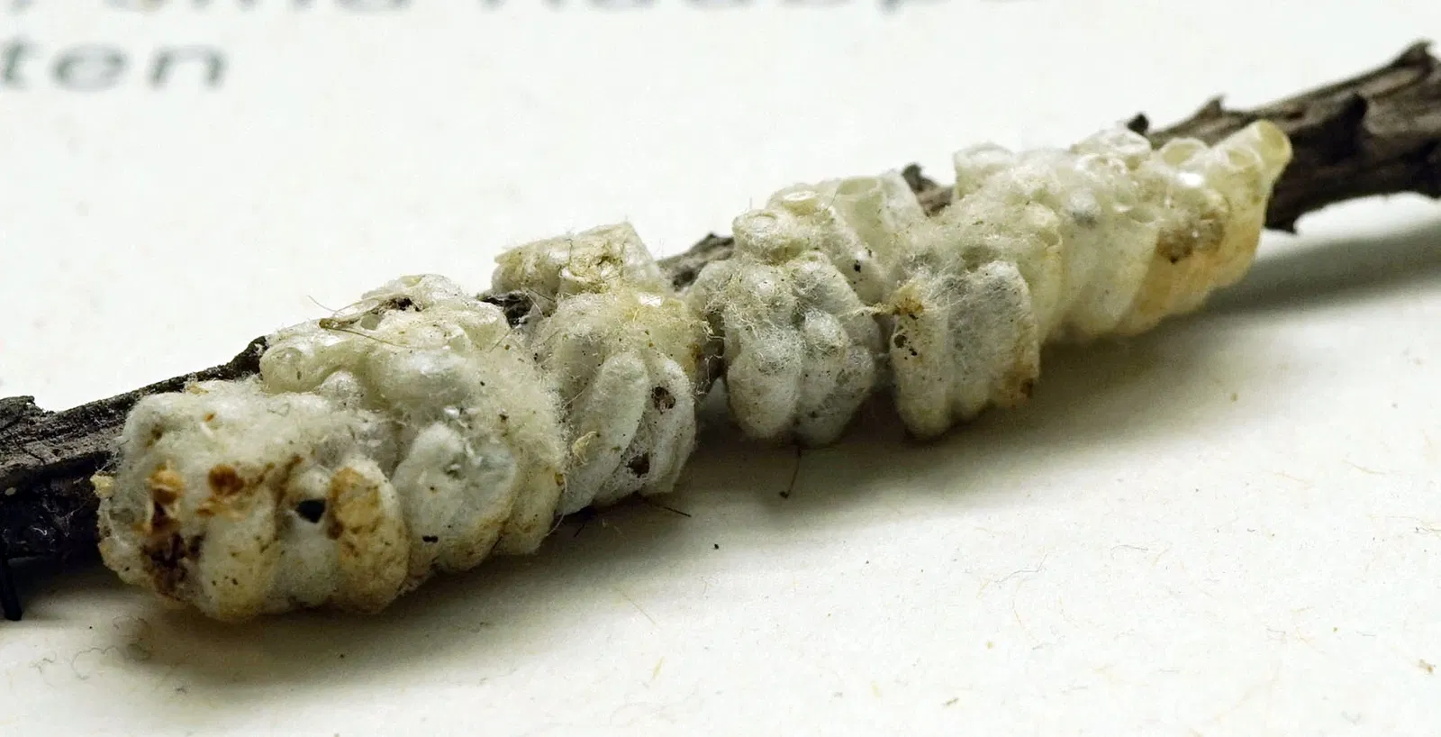 S-Planetarium and Nature Museum