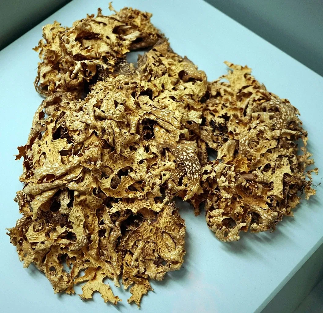 S-Planetarium and Nature Museum