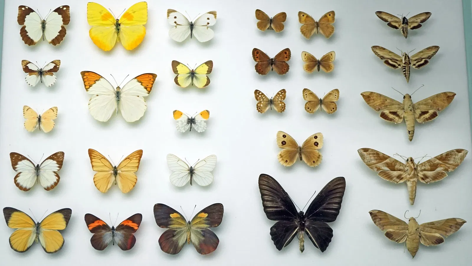 S-Planetarium and Nature Museum