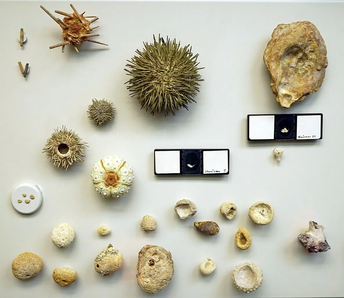 S-Planetarium and Nature Museum