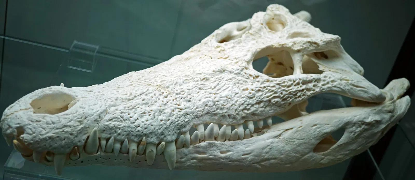 S-Planetarium and Nature Museum