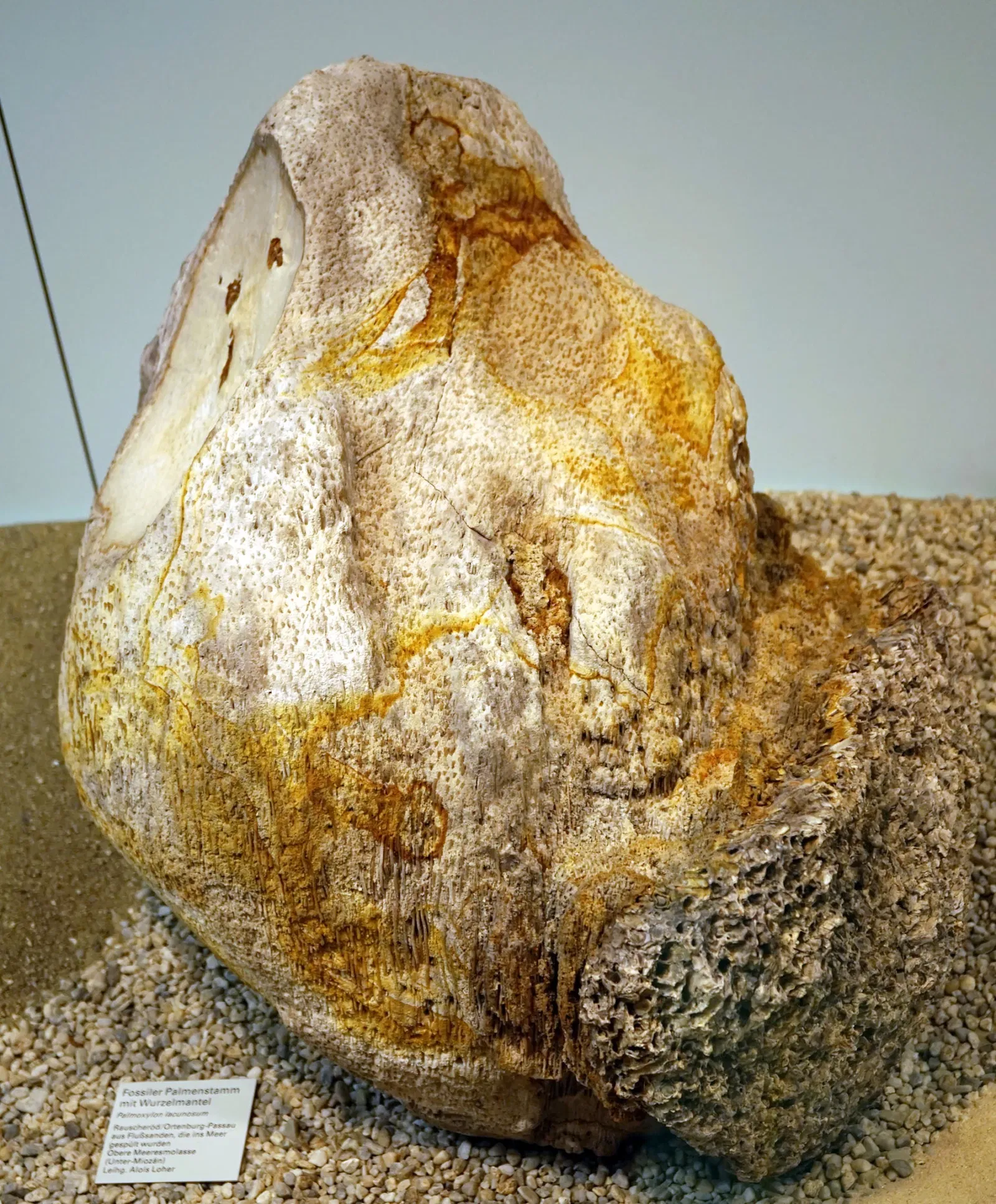 S-Planetarium and Nature Museum