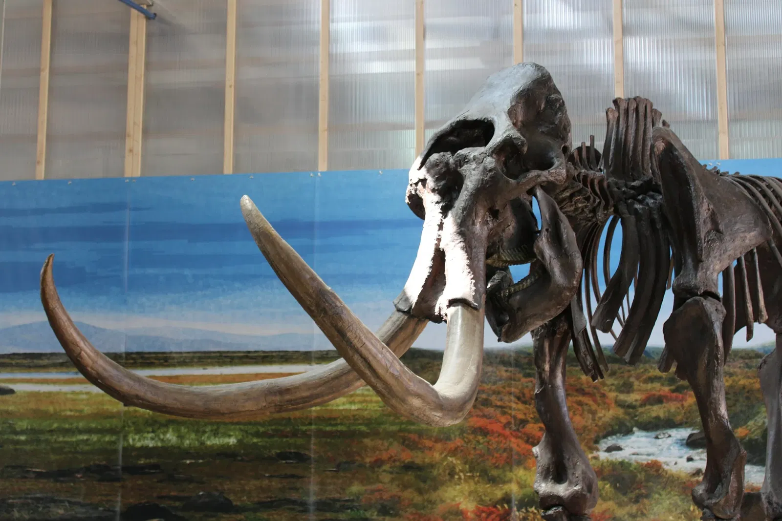 Reiss Engelhorn Museum