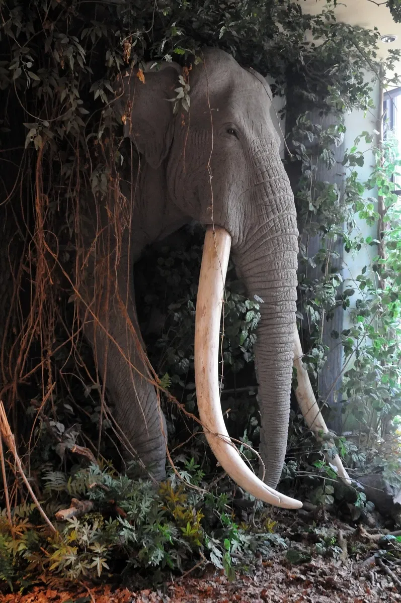 Reiss Engelhorn Museum