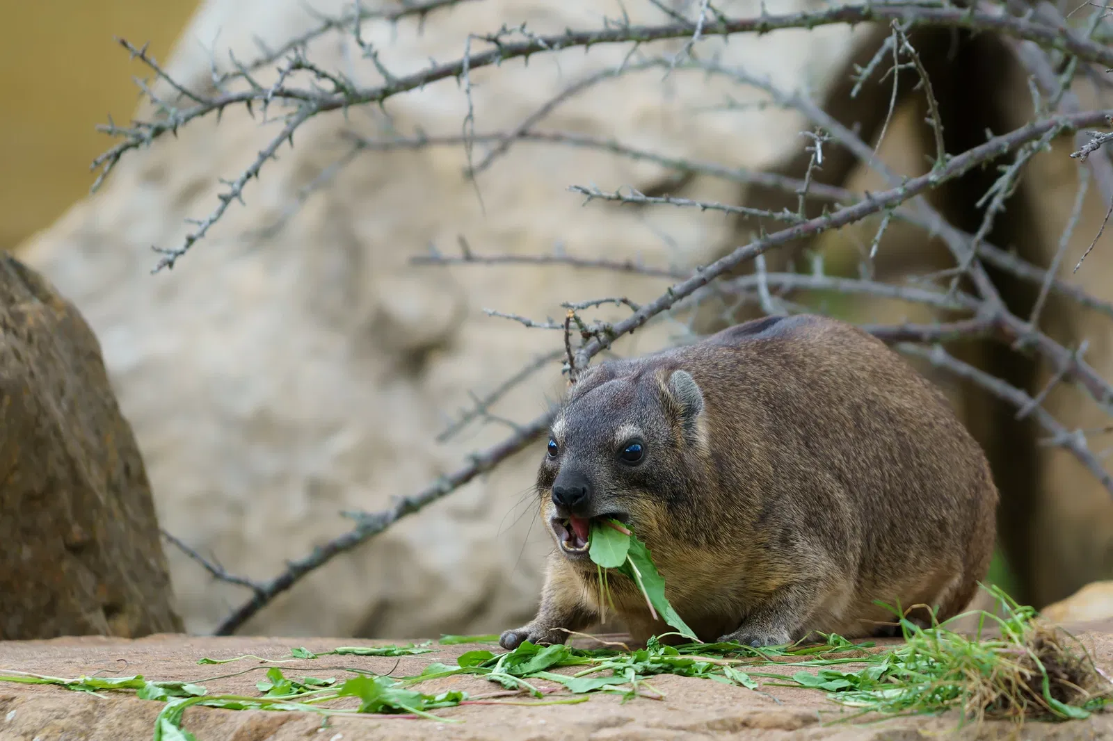 Thüringer Zoopark Erfurt