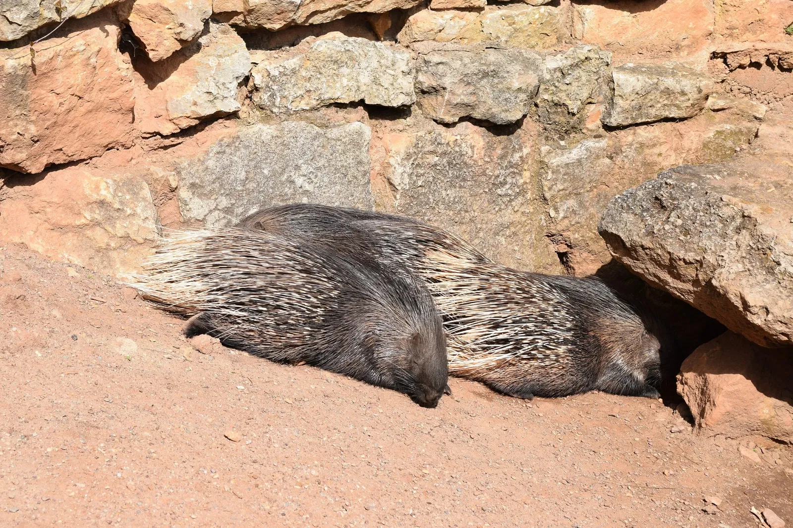 Thüringer Zoopark Erfurt
