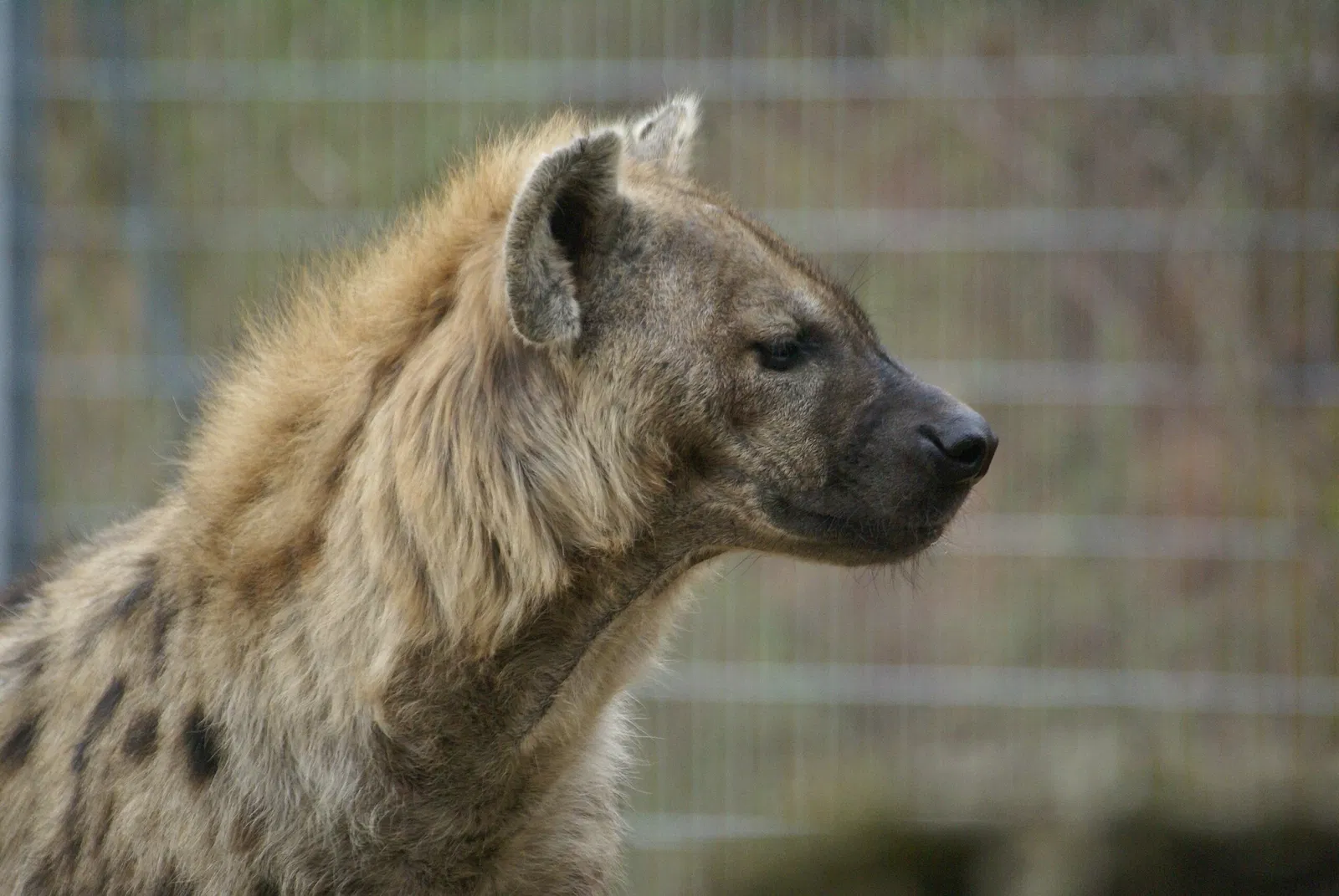 Thüringer Zoopark Erfurt