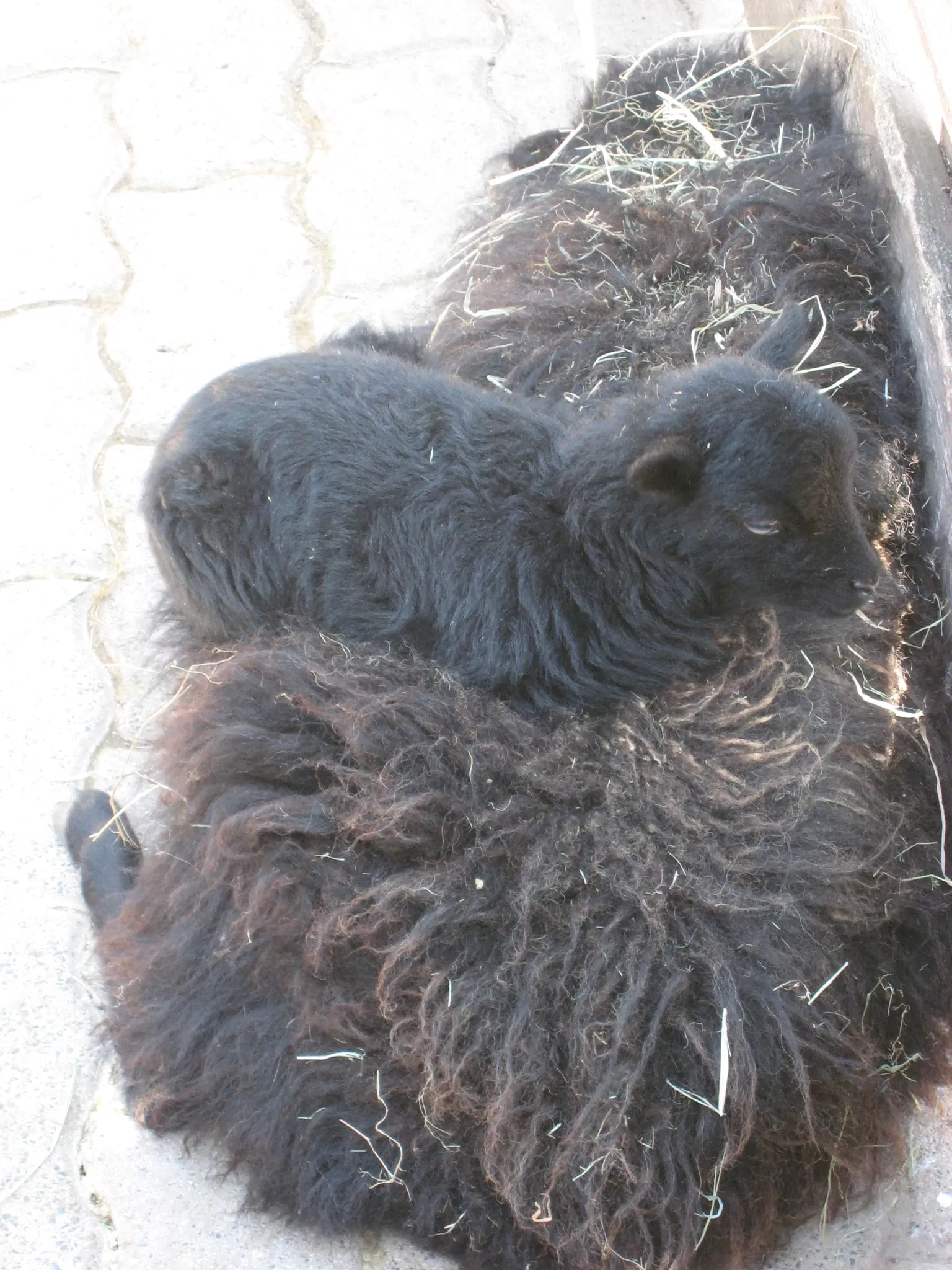Thüringer Zoopark Erfurt