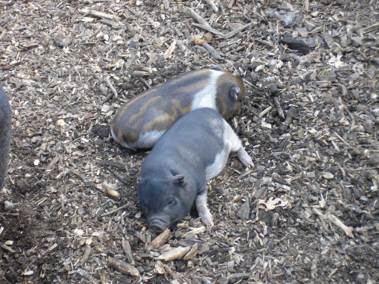 Thüringer Zoopark Erfurt