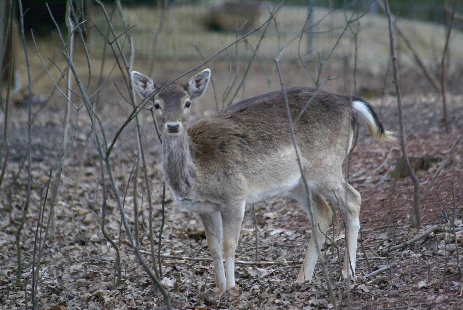 Thüringer Zoopark Erfurt