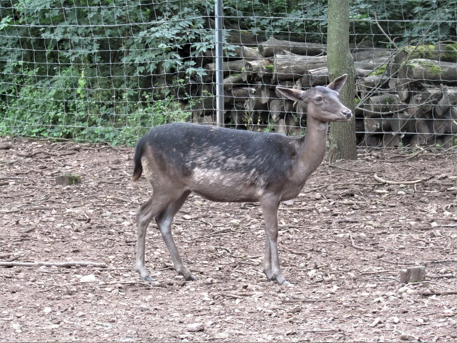 Thüringer Zoopark Erfurt