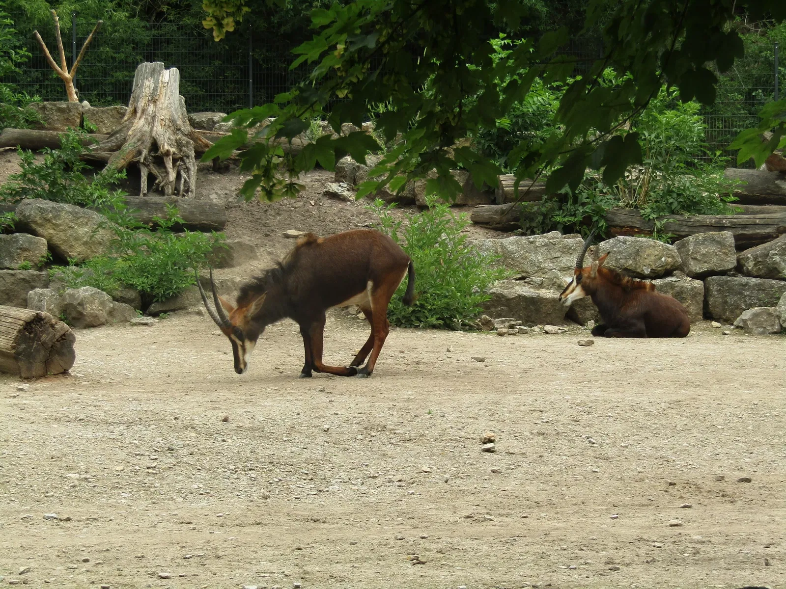 Thüringer Zoopark Erfurt