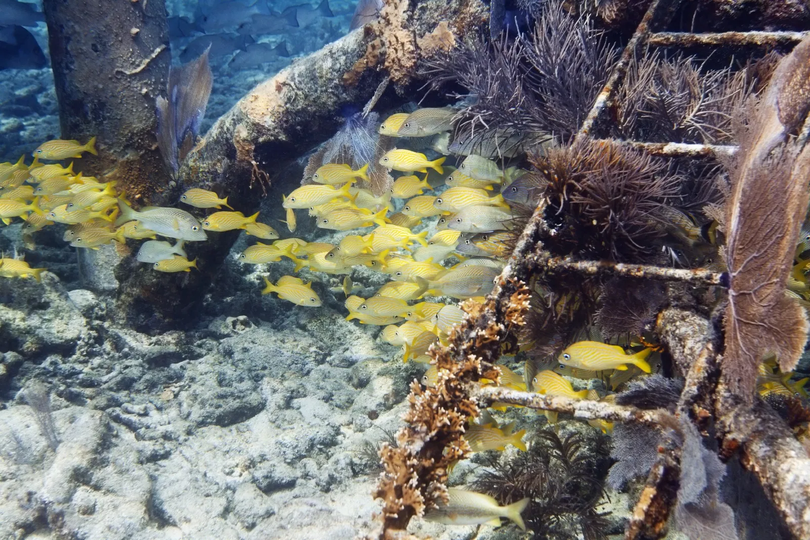 St. Augustine Aquarium