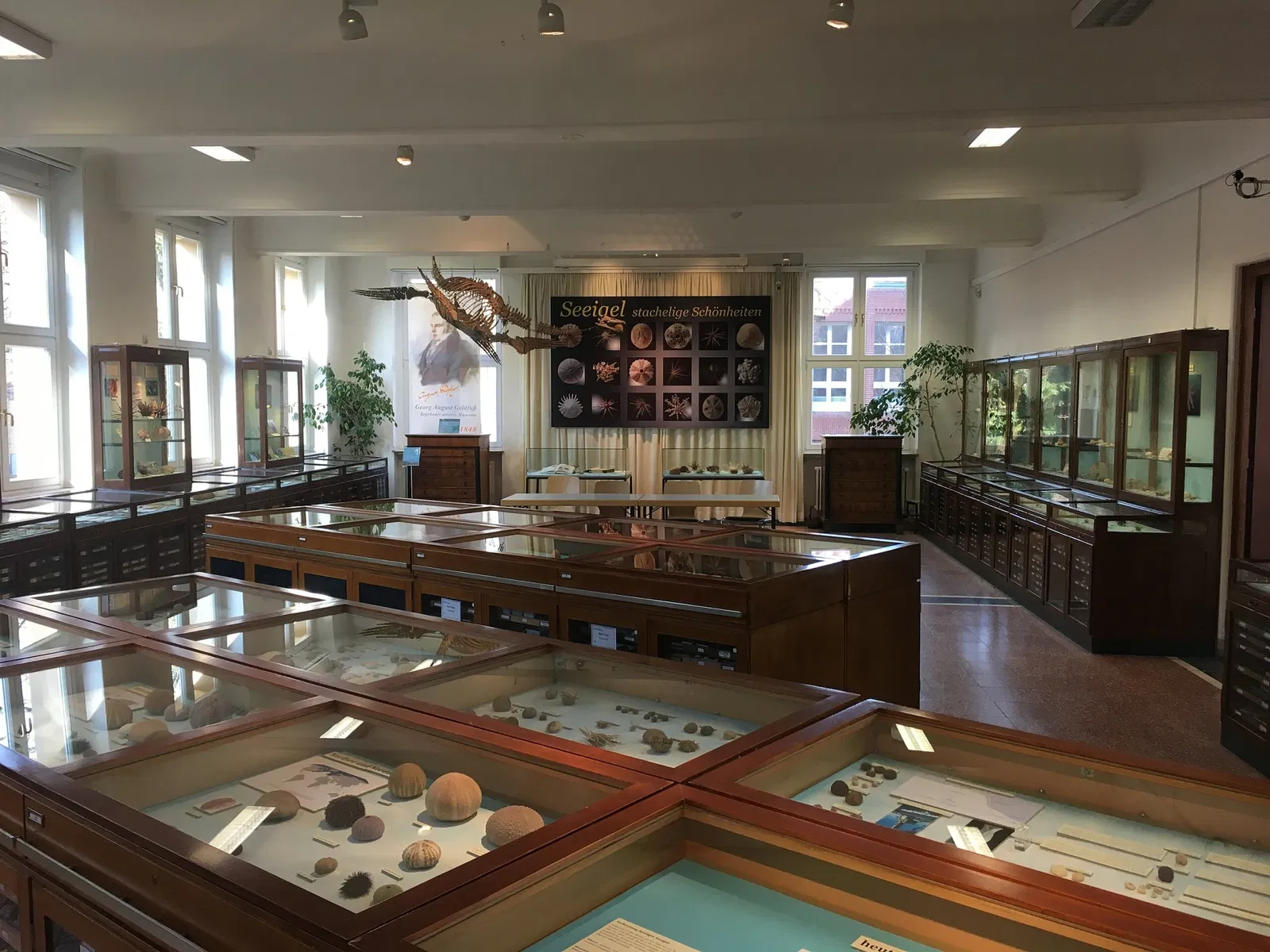 Goldfuß-Museum