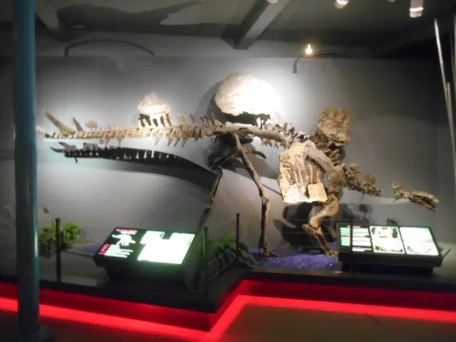 Aathal Dinosaur Museum