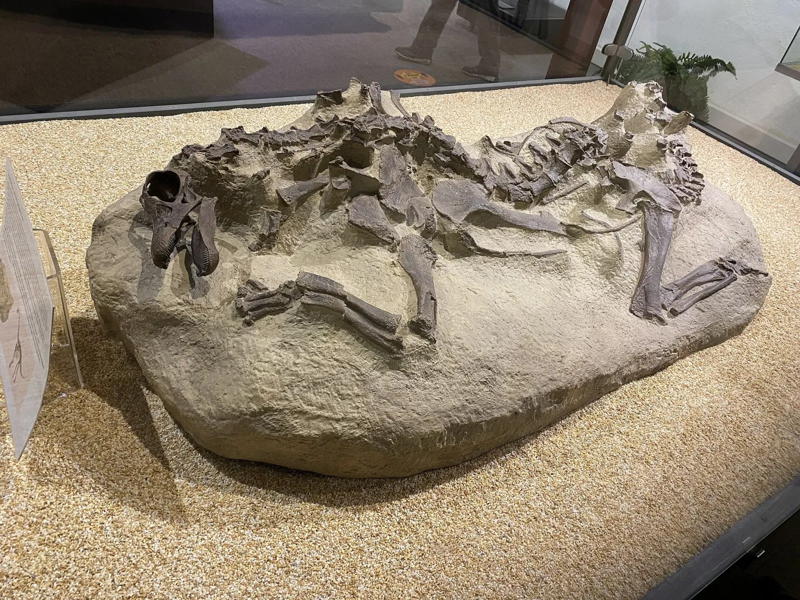 Aathal Dinosaur Museum
