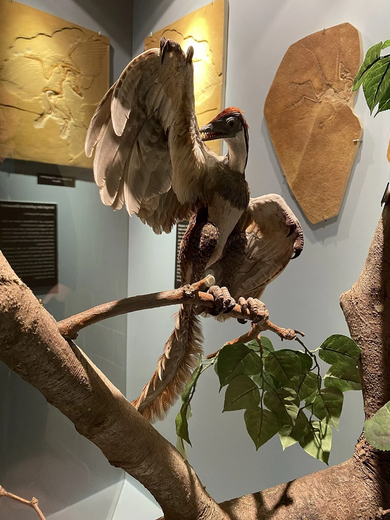 Aathal Dinosaur Museum