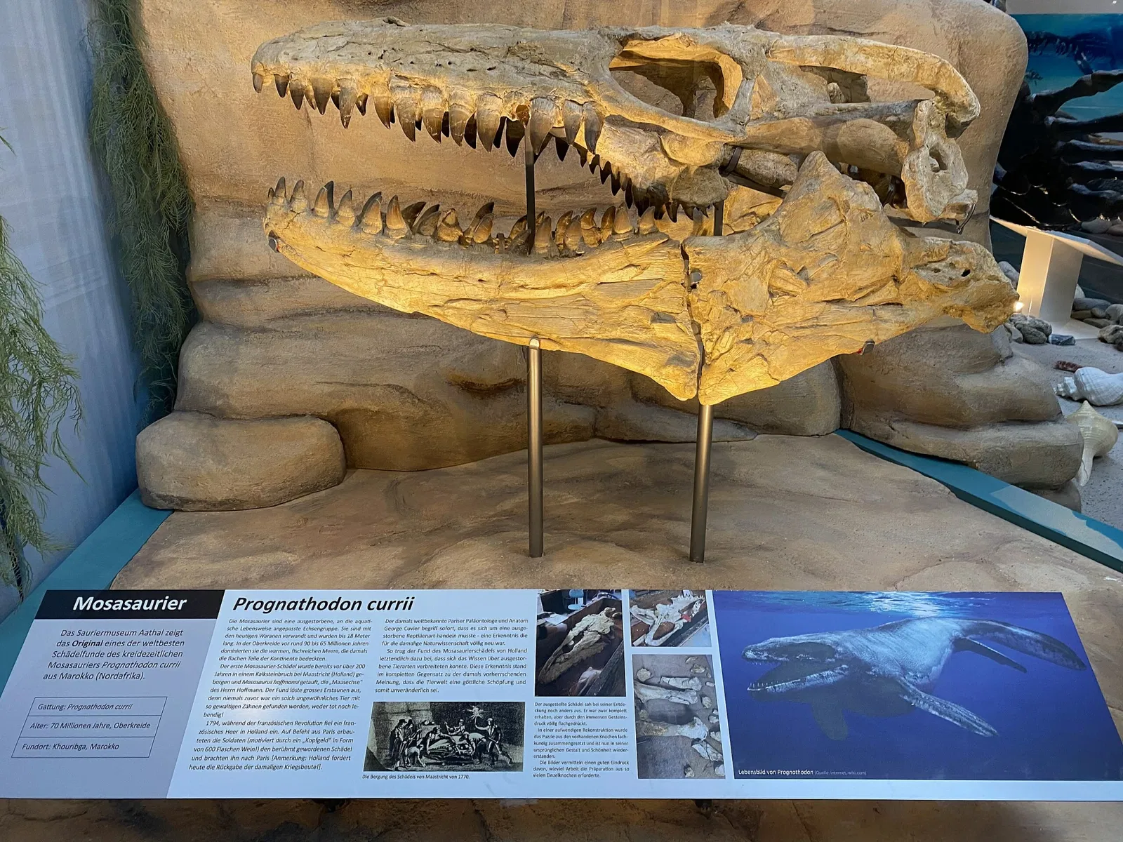 Aathal Dinosaur Museum