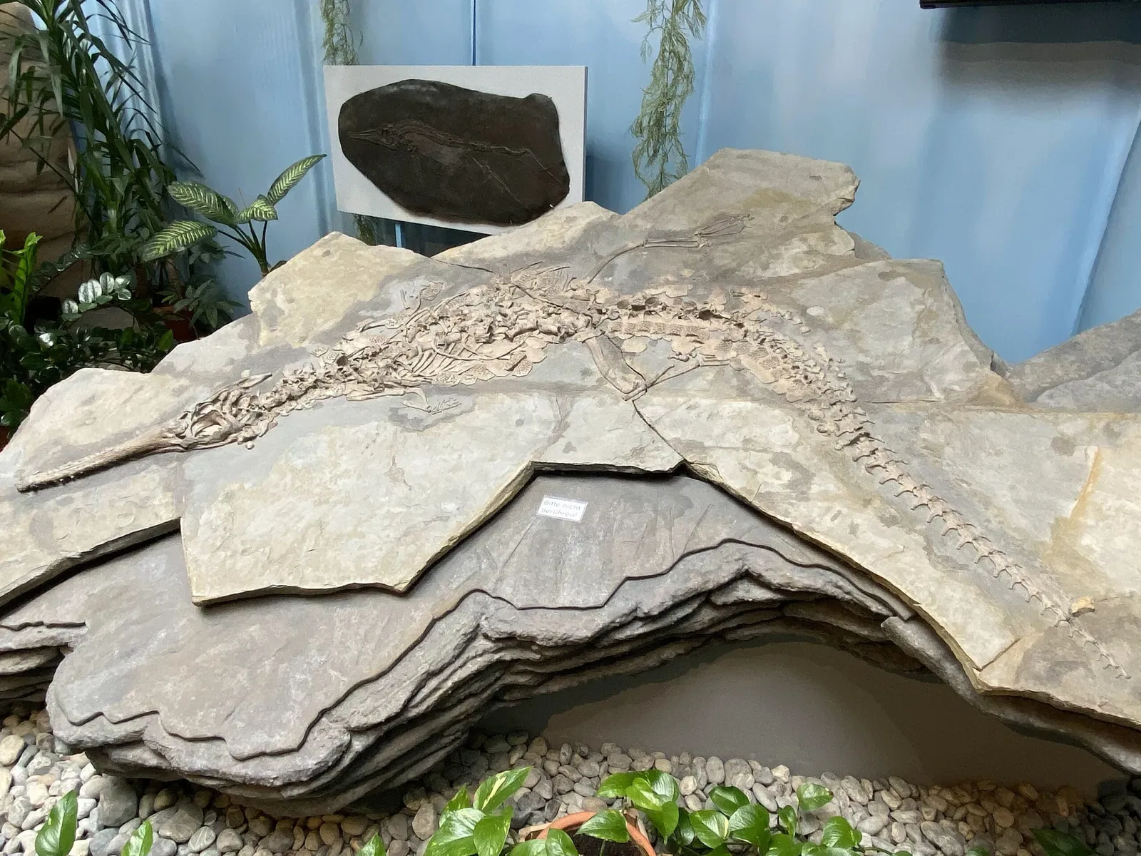 Aathal Dinosaur Museum