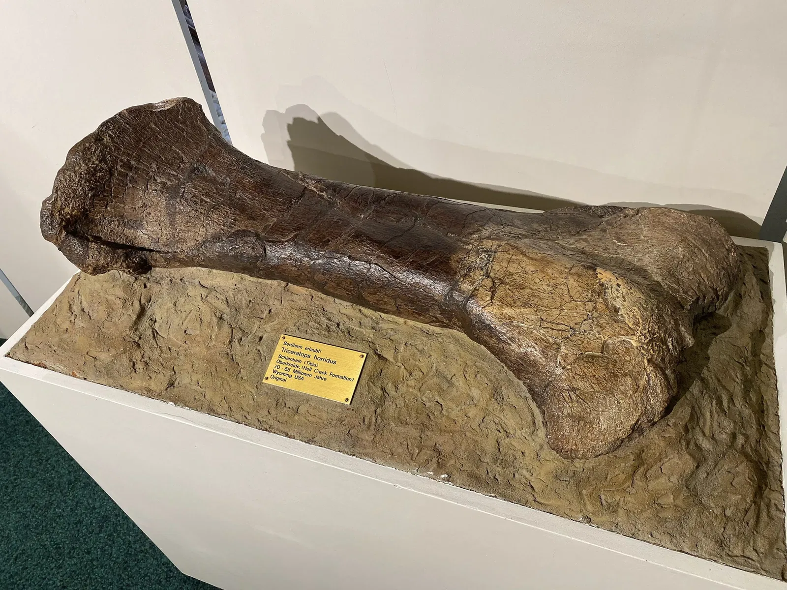 Sauriermuseum Aathal