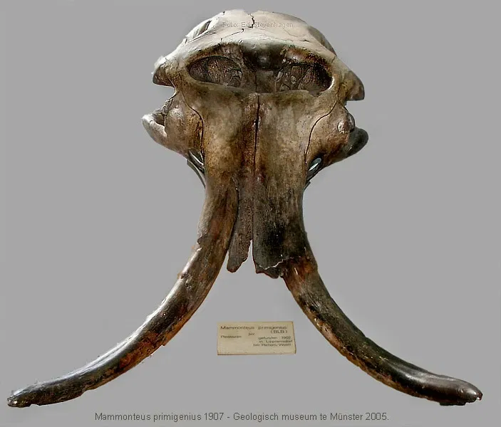 Geomuseum der Universität Münster