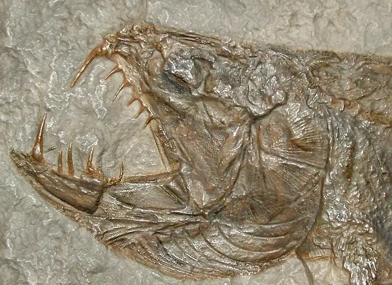 Geomuseum der Universität Münster