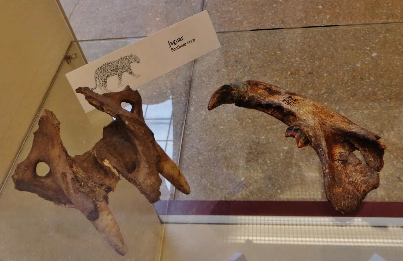 Musée d'histoire naturelle de Mayence