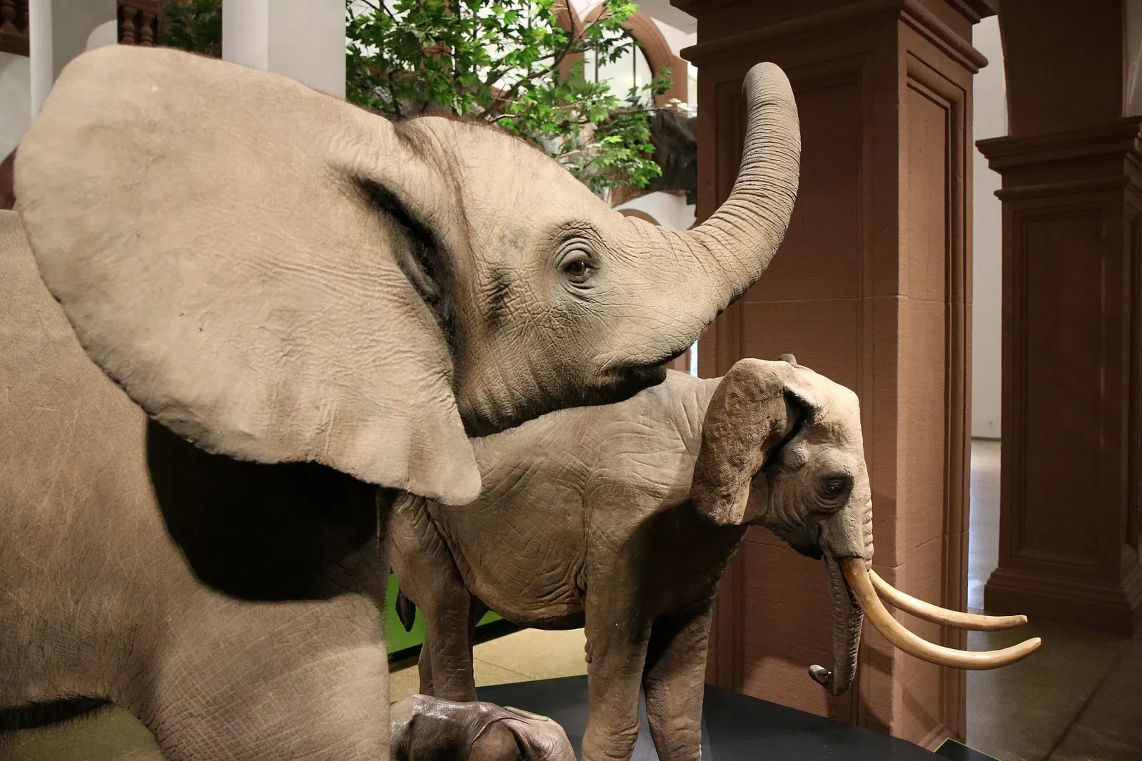 Natural History Museum Mainz