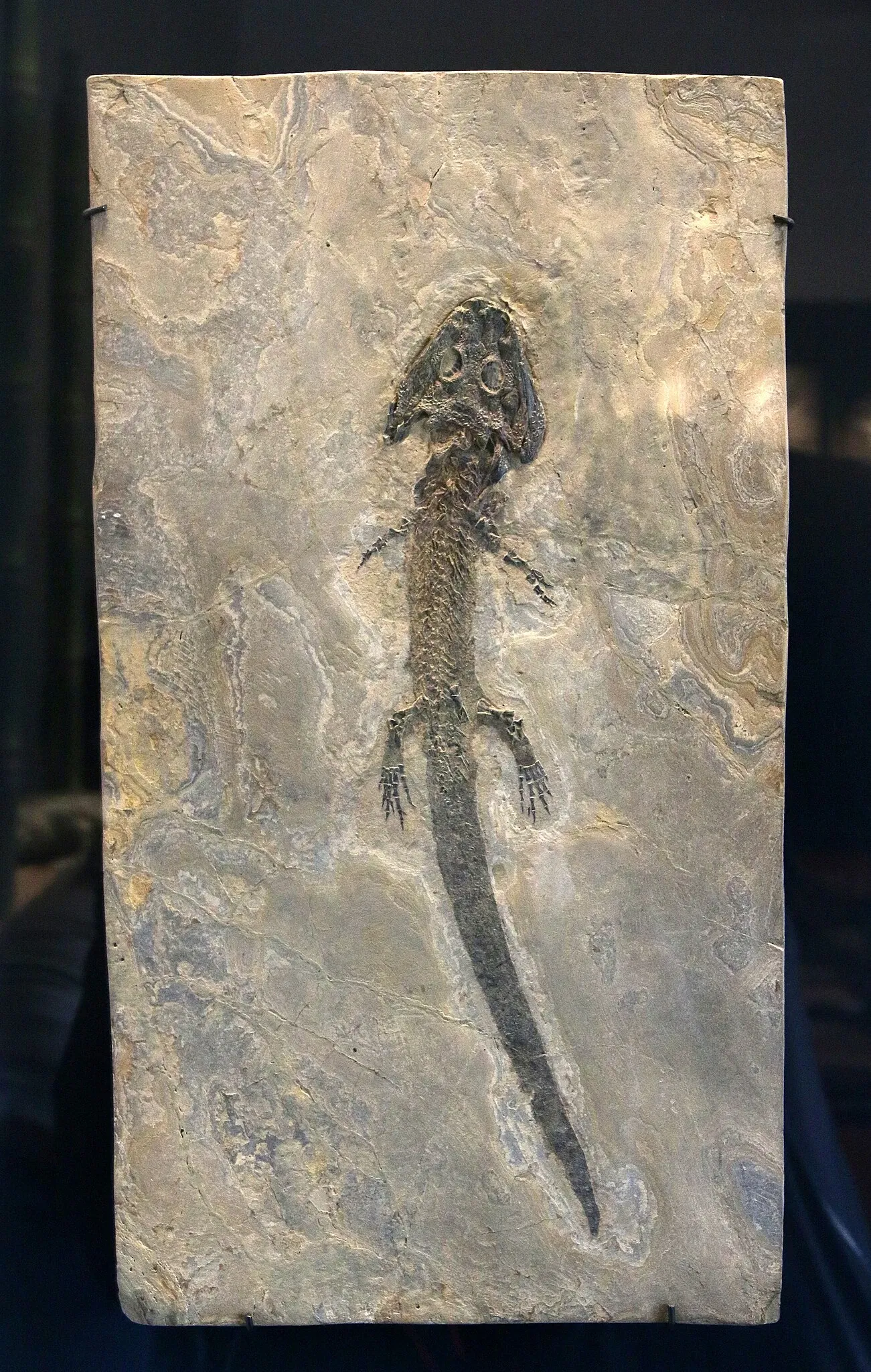 Naturhistorisches Museum