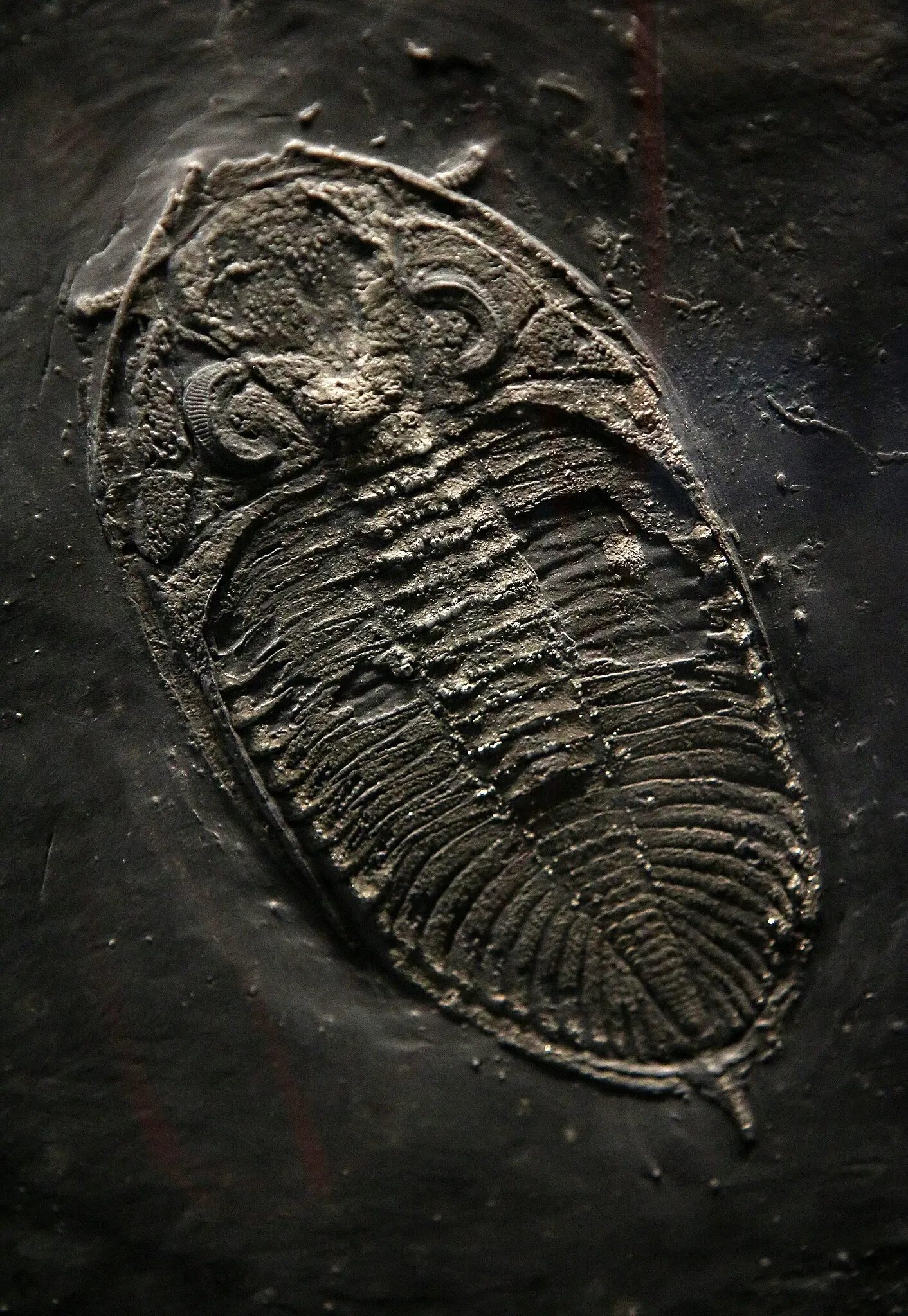 Musée d'histoire naturelle de Mayence